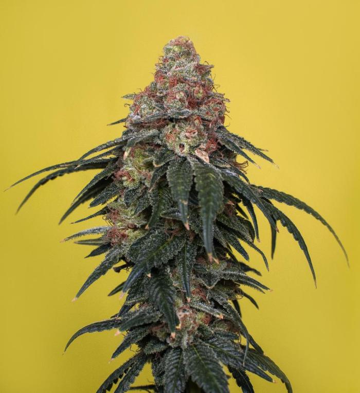 Ciclo5. Week 12