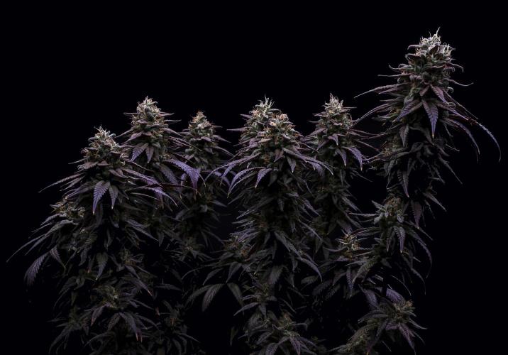 Ciclo5. Week 12