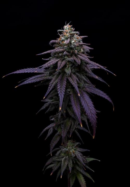 Ciclo5. Week 12