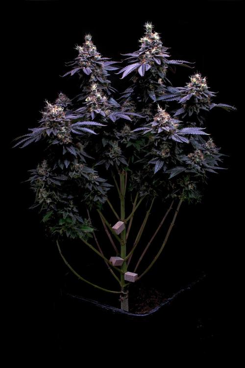 Ciclo6. Week 12
