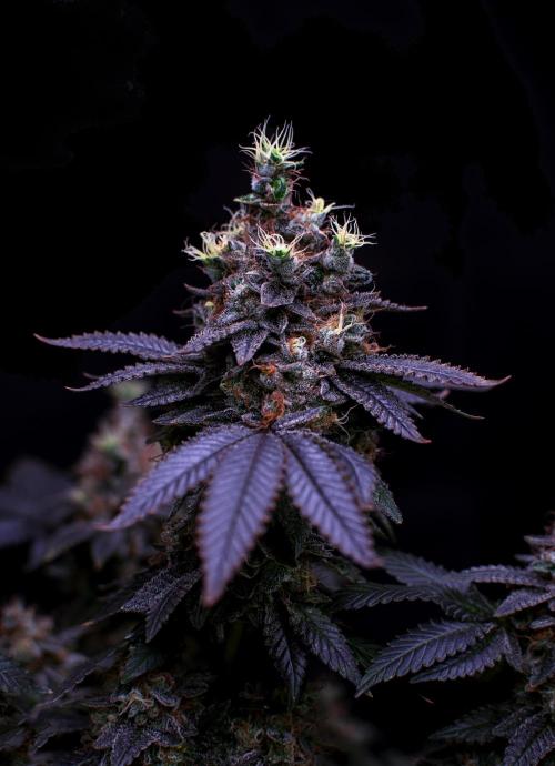 Ciclo6. Week 12