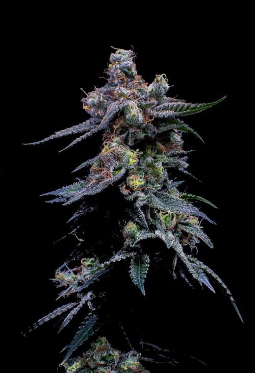 Ciclo6. Week 12
