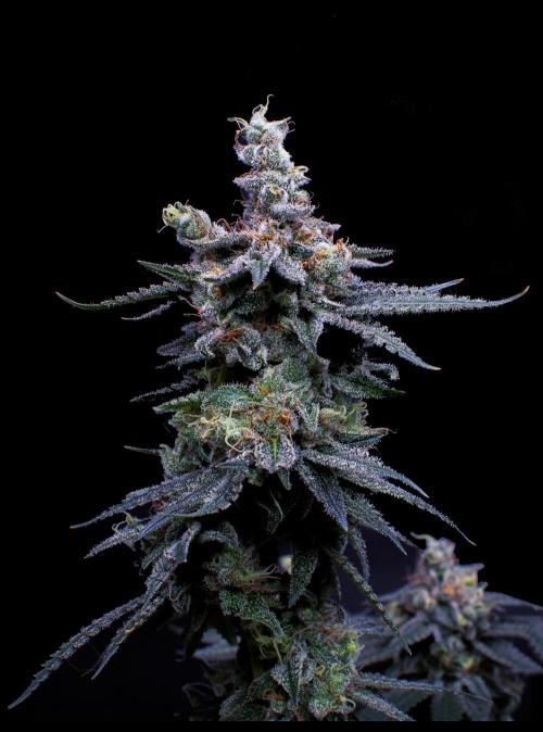 Ciclo6. Week 12