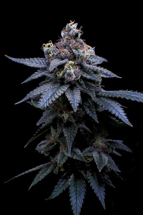Ciclo6. Week 12