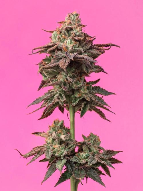 Ciclo6. Week 12