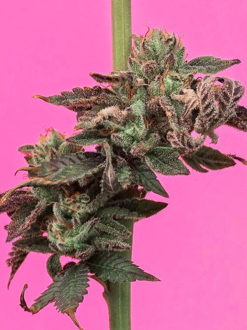 Ciclo6. Week 12