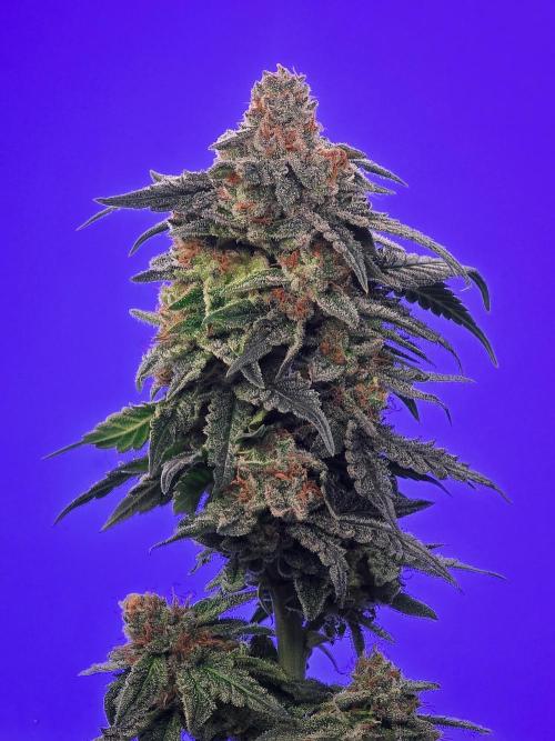 Ciclo6. Week 12