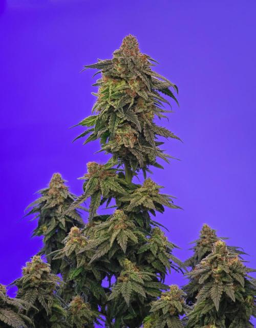 Ciclo6. Week 12