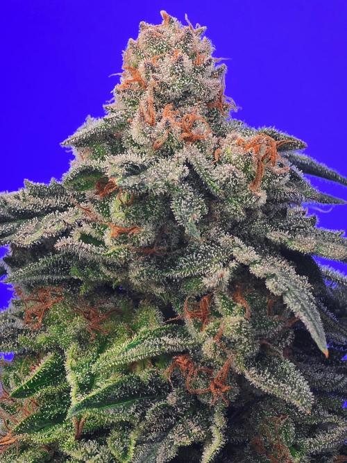 Ciclo6. Week 12