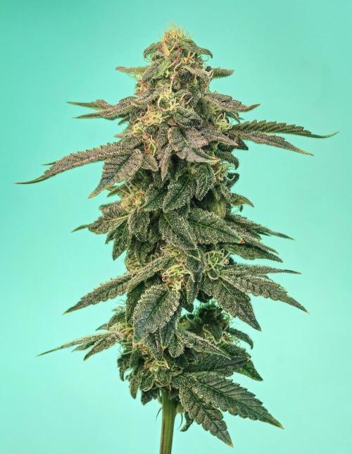 Ciclo6. Week 12