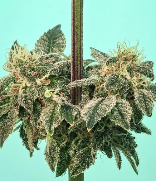 Ciclo6. Week 12