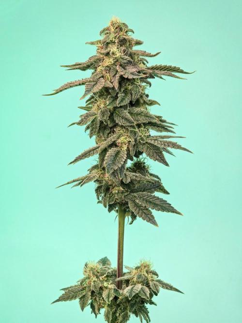 Ciclo6. Week 12