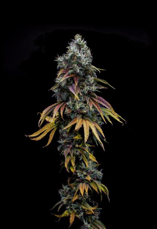 Ciclo6. Week 12
