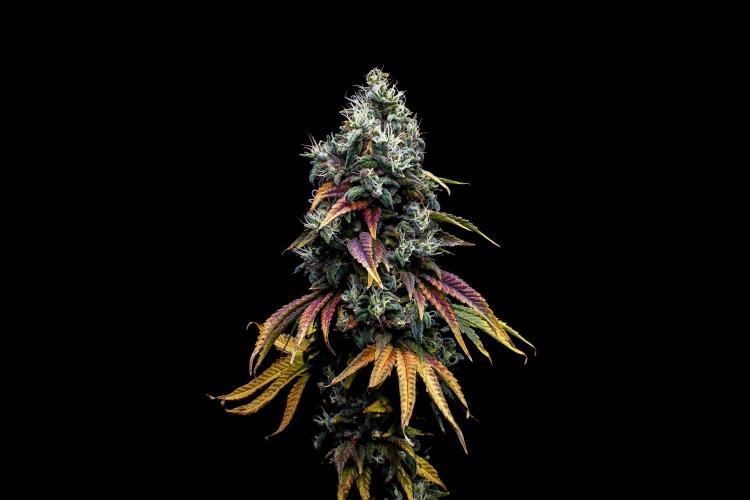 Ciclo6. Week 12