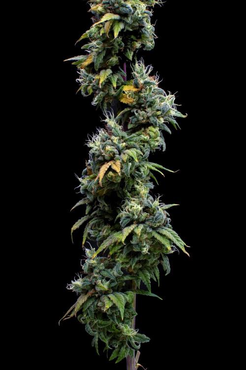 Ciclo6. Week 12