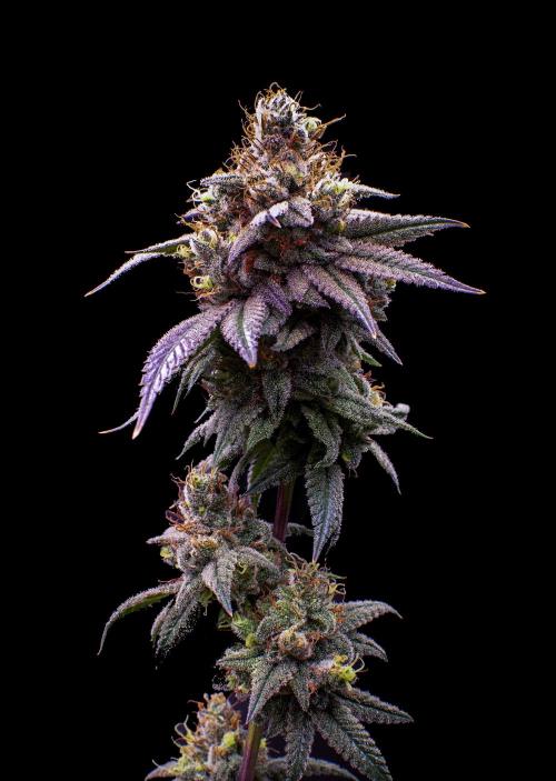 Ciclo6. Week 12
