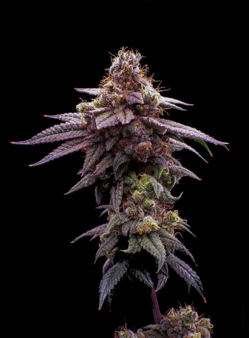Ciclo6. Week 12