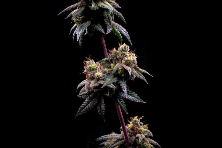Ciclo6. Week 12