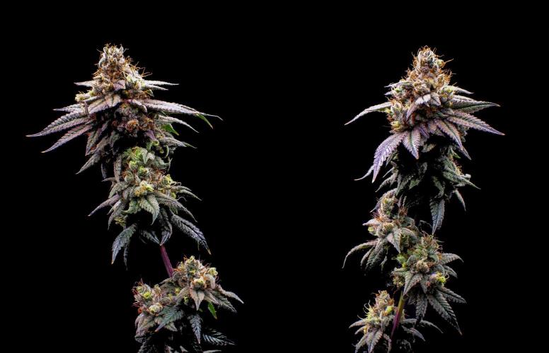 Ciclo6. Week 12