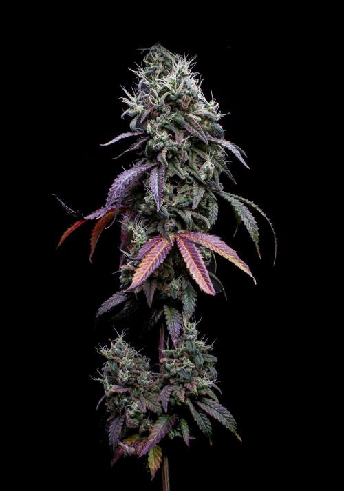 Ciclo6. Week 12