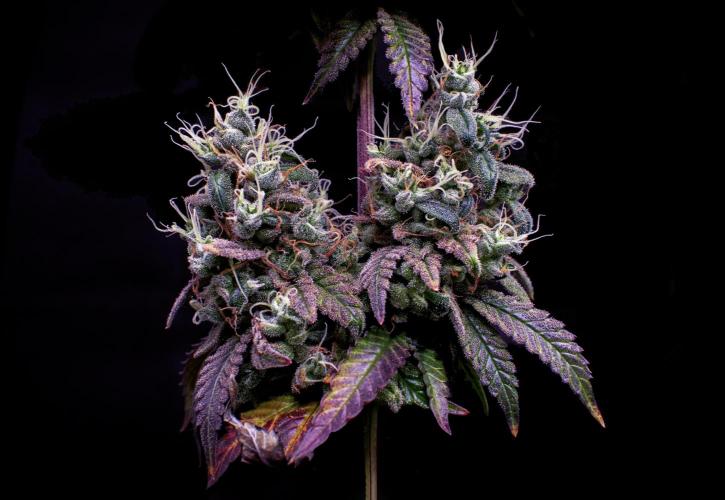 Ciclo6. Week 12