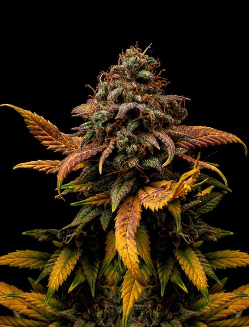 Ciclo1. Week 13