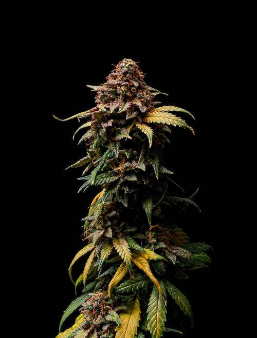 Ciclo1. Week 13