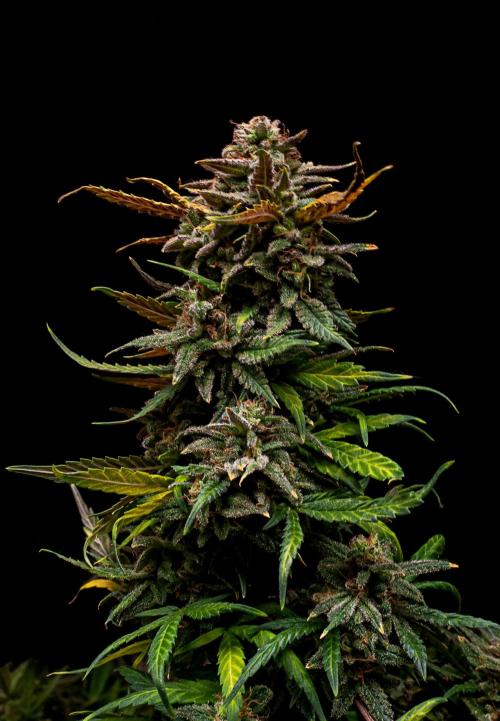 Ciclo1. Week 13