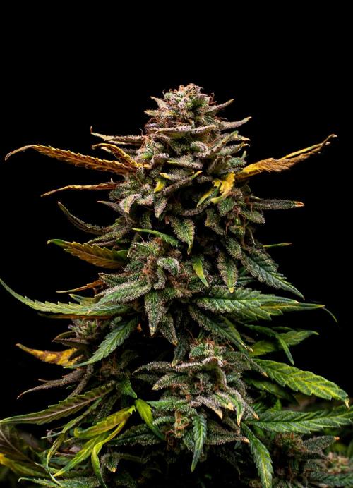 Ciclo1. Week 13