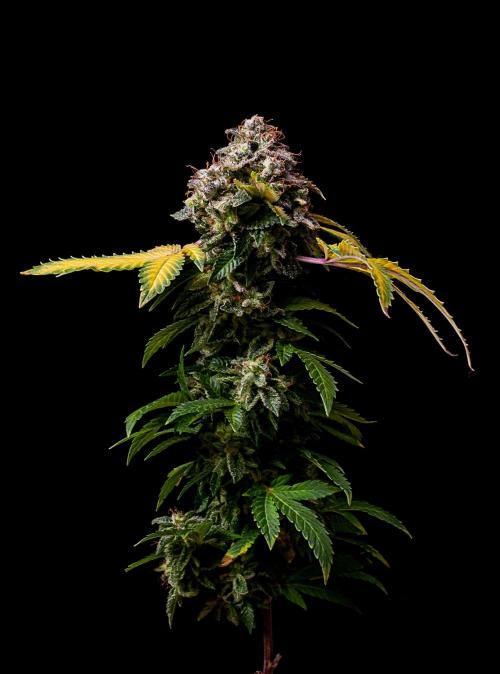Ciclo1. Week 13