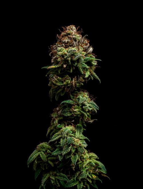 Ciclo1. Week 13