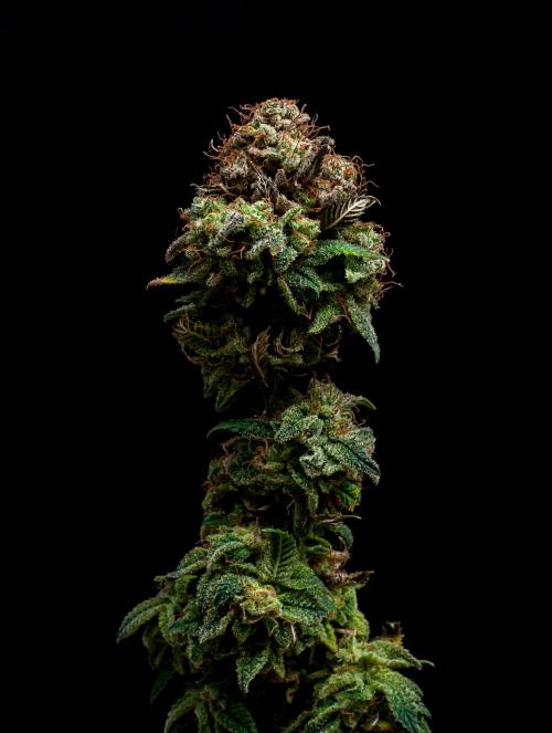 Ciclo1. Week 13