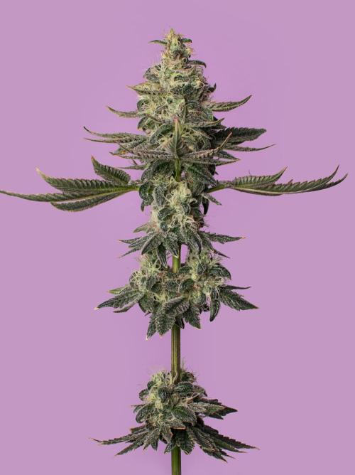 Ciclo7. Week 9