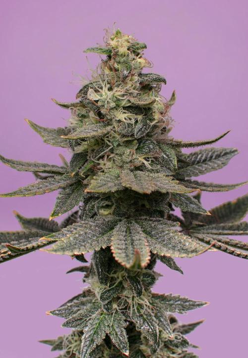 Ciclo7. Week 9