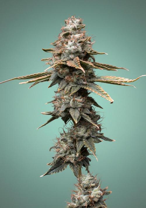 Ciclo7. Week 9