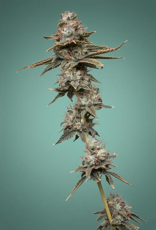 Ciclo7. Week 9