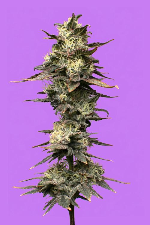 Ciclo7. Week 9