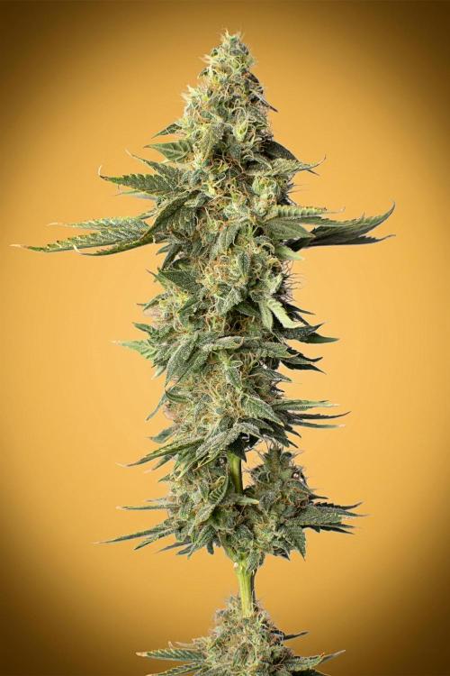 Ciclo7. Week 9