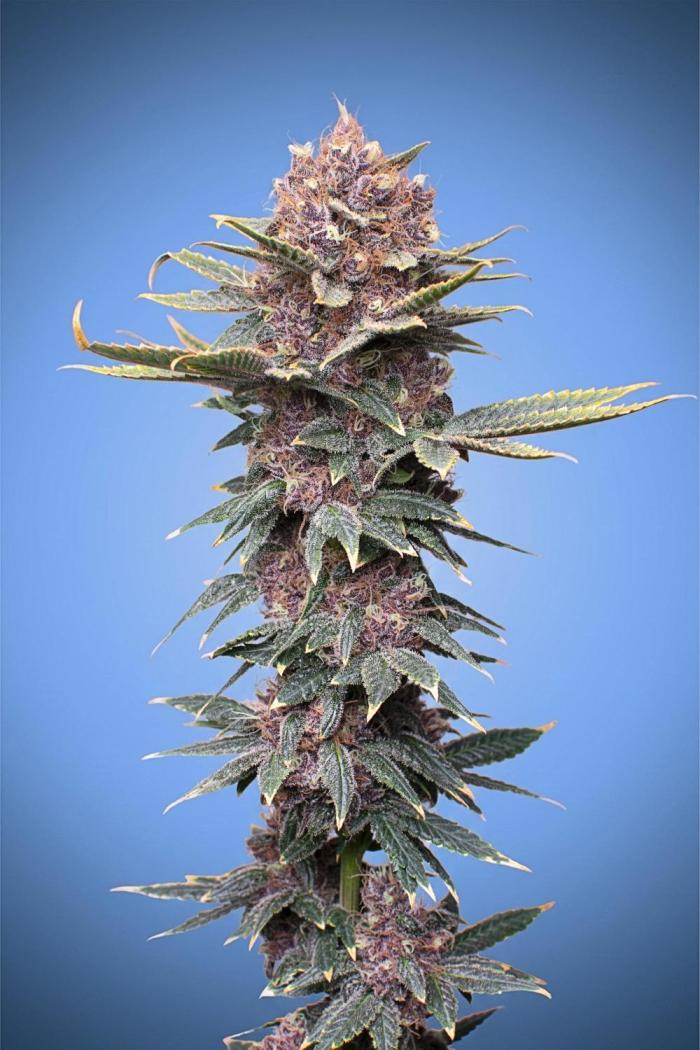 Ciclo7. Week 9
