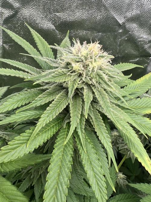 Bargis zahradka. Week 6 - 6týden