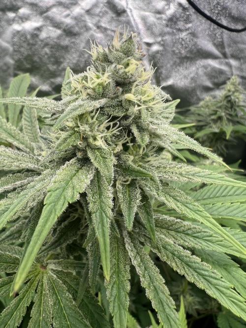 Bargis zahradka. Week 6 - 6týden