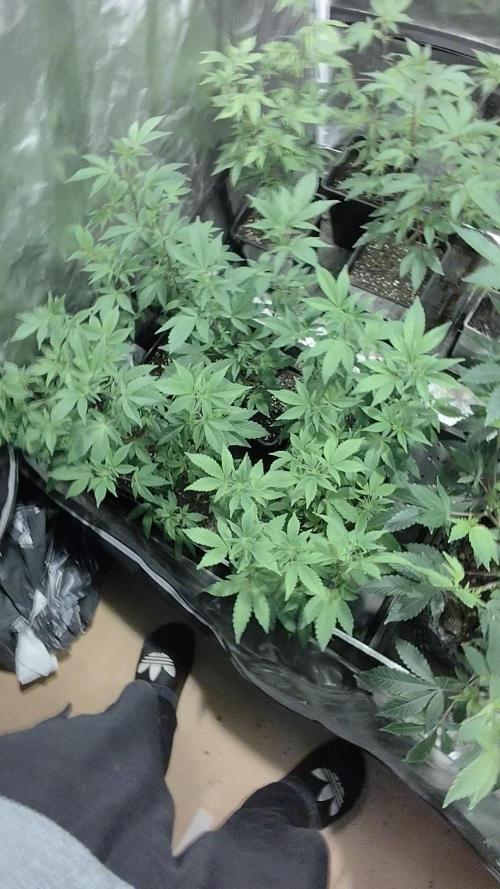 Radical Juice - Ripper Seeds