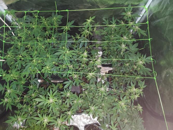 Radical Juice - Ripper Seeds. Week 3