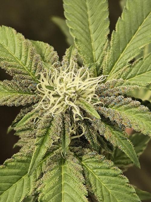 Radical Juice - Ripper Seeds. Week 3