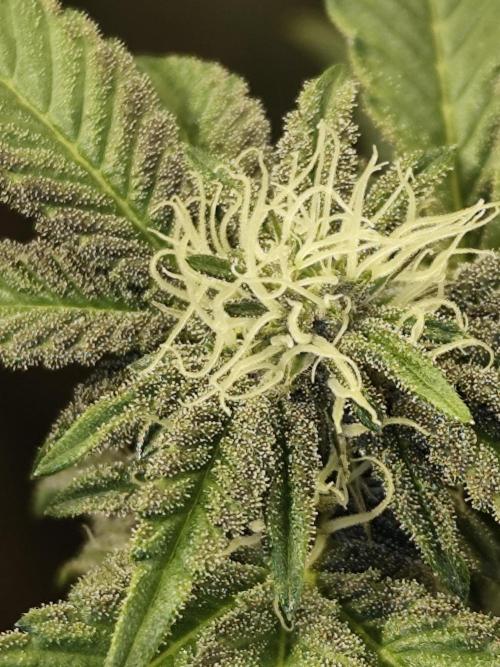 Radical Juice - Ripper Seeds. Week 3