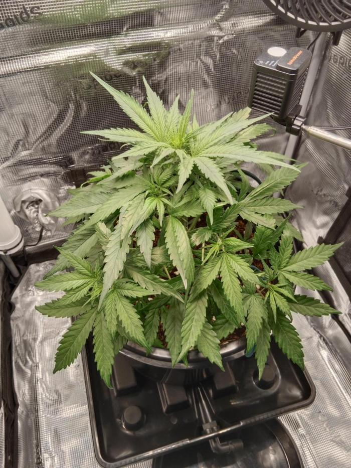 Big Bud Auto #1. Week 4