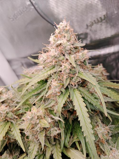 Big Bud Auto #1. Week 10