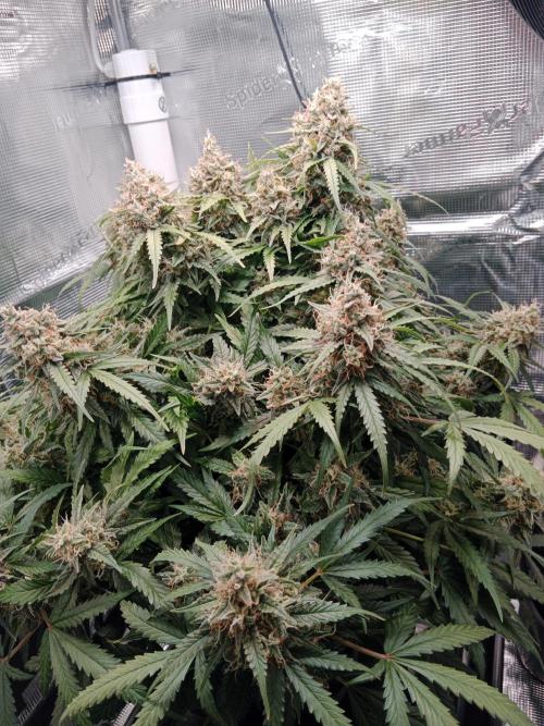 Big Bud Auto #1. Week 10