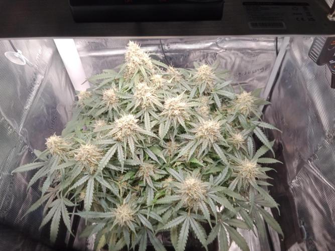 Big Bud Auto #1. Week 9