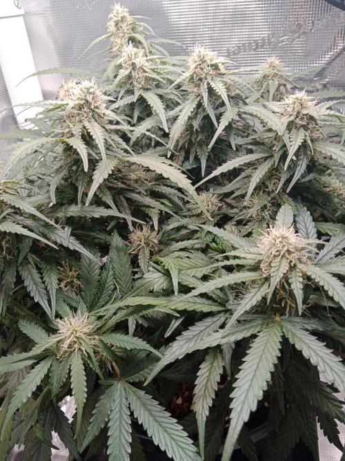 Big Bud Auto #1. Week 7